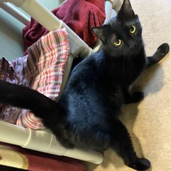 COOKIE MONSTER -  Domestic Short Hair Cat Available for Adoption in Kyle, Texas - COOKIE MONSTER | PetCurious