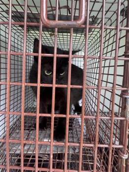 Domestic Short Hair Cats Available for Adoption in Houston, Texas - A655818 | PetCurious