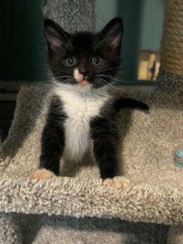 Rescue Domestic Short Hair Cats for Adoption in Battle Ground, Washington - Joey (pre-adoption) | PetCurious