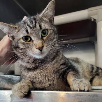 Domestic Short Hair Cats Available for Adoption in Myrtle Beach, South Carolina - Vega | PetCurious