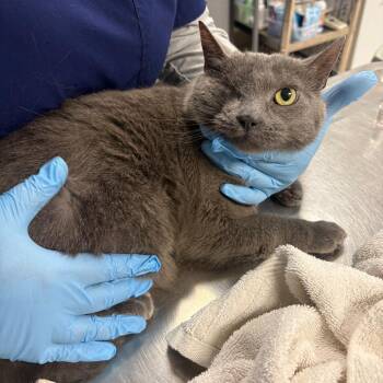Domestic Short Hair Cats Available for Adoption in Vineland, New Jersey - Stormy | PetCurious