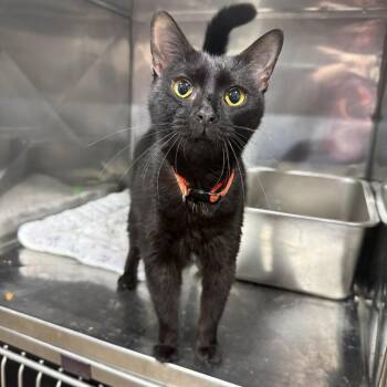 Tilapia -  Domestic Short Hair Cat Available for Adoption in Bridgeville, Pennsylvania - Tilapia | PetCurious