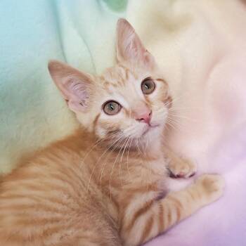 Nutterbutter -  Domestic Short Hair Cat for Adoption in Marseilles, Illinois - Nutterbutter | PetCurious