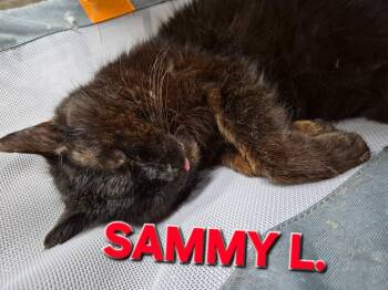 Domestic Short Hair Cats Available for Adoption in Rome, Georgia - Sammy L | PetCurious