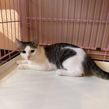 Princess -  Domestic Short Hair Cat for Adoption in Priest River, Idaho - Princess | PetCurious