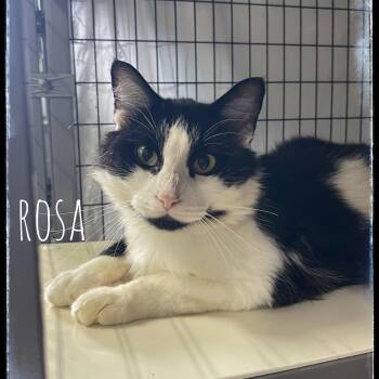 Rescue Japanese Bobtail Cats for Adoption in Sebring, Florida - Rosa | PetCurious