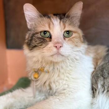 Duchess -  Domestic Long Hair Cat for Adoption in Tucson, Arizona - Duchess | PetCurious