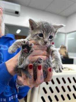 Lumen -  Domestic Short Hair Cat for Adoption in Thousand Oaks, California - Lumen | PetCurious