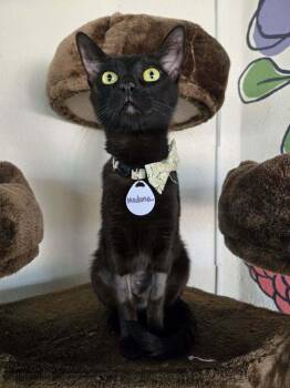 Madonna -  Domestic Short Hair Cat Available for Adoption in Tucson, Arizona - Madonna | PetCurious