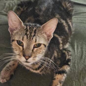 Domestic Short Hair Cats Available for Adoption in Newark, New Jersey - Dutchess | PetCurious
