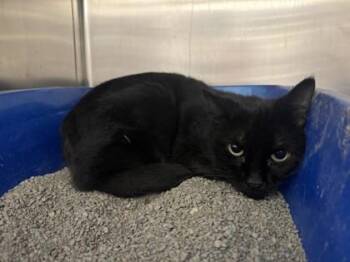 Charm -  Domestic Short Hair Cat for Adoption in Golden Valley, Minnesota - Charm | PetCurious