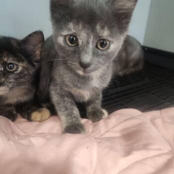 Domestic Short Hair Cats Available for Adoption in Kingman, Arizona - Cannoli | PetCurious