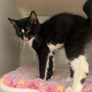 Olympia -  Domestic Short Hair Cat for Adoption in Phoenixville, Pennsylvania - Olympia | PetCurious
