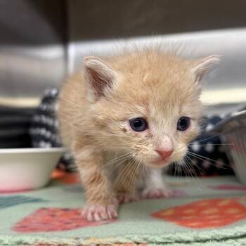 Domestic Short Hair Cats Available for Adoption in Pauls Valley, Oklahoma - Yolk | PetCurious