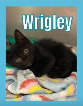 Wrigley -  Domestic Short Hair Cat for Adoption in Bossier City, Louisiana - Wrigley | PetCurious