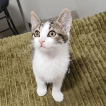 Domestic Short Hair Cats Available for Adoption in York, Pennsylvania - Baby Bella | PetCurious