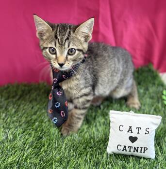 Dewey -  Domestic Short Hair Cat for Adoption in Bardstown, Kentucky - Dewey | PetCurious