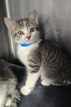 PASCAL -  Domestic Medium Hair Cat Available for Adoption in Rancho Cucamonga, California - PASCAL | PetCurious