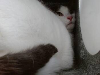 NALA -  Domestic Short Hair Cat for Adoption in Orlando, Florida - NALA | PetCurious