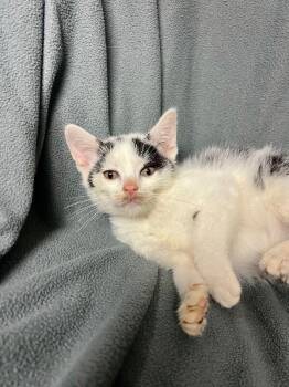 No Turn On Red -  Domestic Short Hair Cat for Adoption in North Babylon, New York - No Turn On Red | PetCurious