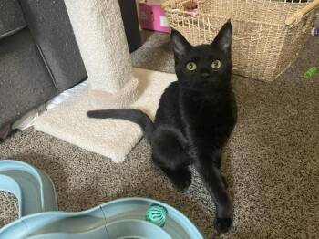 Dark Wing -  Domestic Short Hair Cat for Adoption in Burnaby, British Columbia - Dark Wing | PetCurious