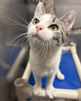 Domestic Short Hair Cats Available for Adoption in Ladysmith, Wisconsin - Poe | PetCurious