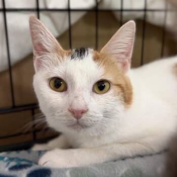 Marigold -  Domestic Short Hair Cat for Adoption in Durham, North Carolina - Marigold | PetCurious