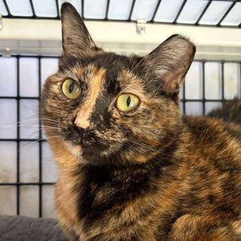 Rescue Domestic Short Hair Cats for Adoption in Chicago, Illinois - Conch Shell | PetCurious