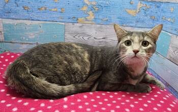 Rescue Domestic Short Hair Cats for Adoption in Washington Court House, Ohio - Elsa | PetCurious