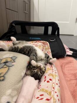 CODY -  Domestic Short Hair Cat Available for Adoption in Charlotte, North Carolina - CODY | PetCurious