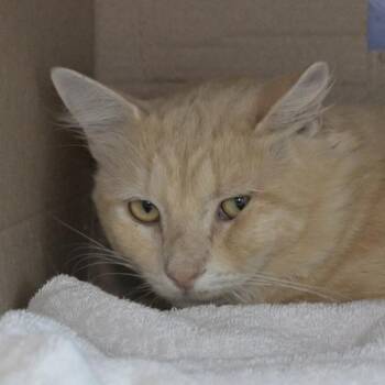 Elio -  Domestic Medium Hair Cat for Adoption in Austin, Texas - Elio | PetCurious