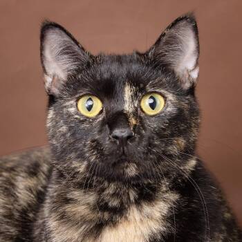 Potato -  Domestic Short Hair Cat for Adoption in Franklin, Tennessee - Potato | PetCurious