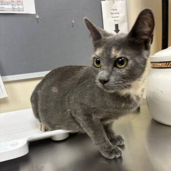 Sparks -  Domestic Short Hair Cat for Adoption in Pasadena, California - Sparks | PetCurious