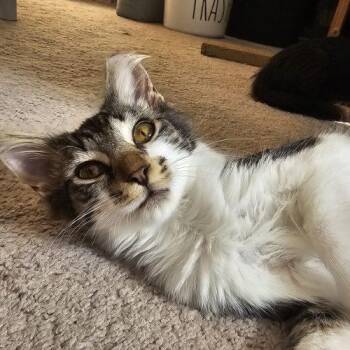 Eliza -  Tabby and Domestic Medium Hair Cat for Adoption in Knoxville, Tennessee - Eliza | PetCurious