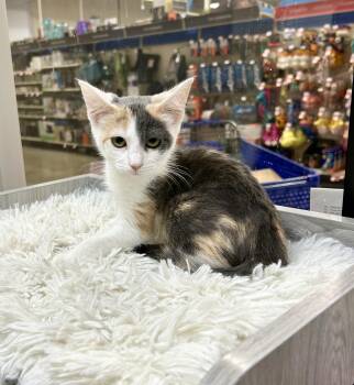 Rescue Dilute Calico Cats for Adoption in Tustin, California - Duchess Of Sandstone | PetCurious