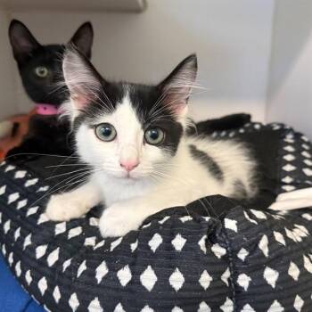 FIRECRACKER -  Domestic Short Hair Cat for Adoption in Long Beach, California - FIRECRACKER | PetCurious