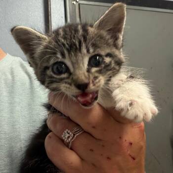 Hurricane -  American Shorthair Cat for Adoption in Lake Jackson, Texas - Hurricane | PetCurious