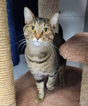Rescue Tabby Cats for Adoption in Siloam Springs, Arkansas - Billy | PetCurious