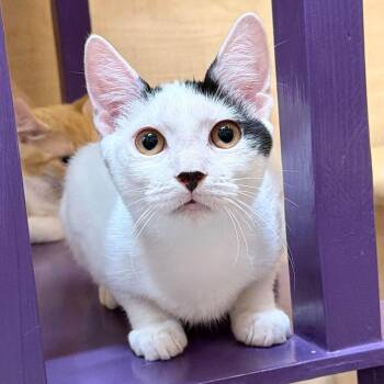 Ghost -  Domestic Short Hair Cat for Adoption in San Tan Valley, Arizona - Ghost | PetCurious