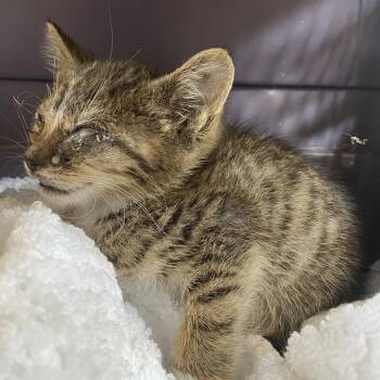 71671 -  Domestic Short Hair Cat for Adoption in Harrisonburg, Virginia - 71671 | PetCurious