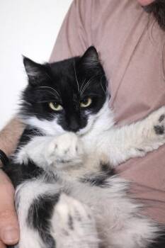 Domestic Long Hair Cats Available for Adoption - Astro | PetCurious