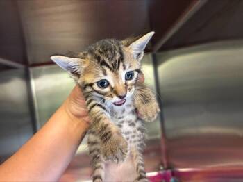 Domestic Short Hair Cats Available for Adoption in Grand Prairie, Texas - DUKE | PetCurious