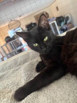 Rescue Domestic Short Hair Cats for Adoption in Santa Cruz, California - Jett | PetCurious