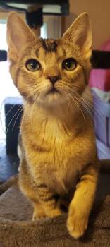 Rescue Domestic Short Hair Cats for Adoption in Silverton, Oregon - Peanutbutter (with Jelly) | PetCurious