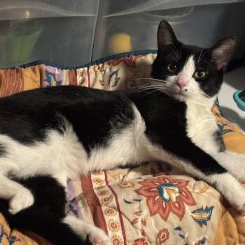 Shayland -  Domestic Short Hair Cat for Adoption in Ben Avon, Pennsylvania - Shayland | PetCurious
