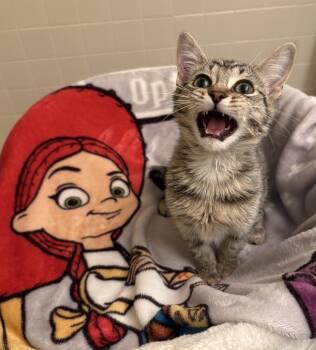 Jessie (f) and Woody (m) -  Domestic Short Hair Cat for Adoption in Warrington, Pennsylvania - Jessie (f) And Woody (m) | PetCurious