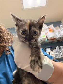 BITTERCUP -  Domestic Short Hair Cat for Adoption in Riverside, California - BITTERCUP | PetCurious