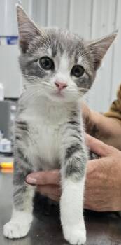 Wednesday -  Domestic Medium Hair Cat for Adoption in Hillsdale, Indiana - Wednesday | PetCurious