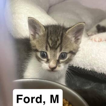The Cars Kittens - Ford -  Domestic Short Hair Cat for Adoption in Washington, District Of Columbia - The Cars Kittens - Ford | PetCurious