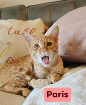 Paris -  Domestic Short Hair Cat for Adoption in Alafaya, Florida - Paris | PetCurious